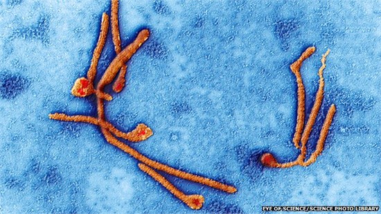 截至7日，在西非多国肆虐数月的埃博拉病毒已造成至少932人死亡，1700多人被感染，其中疫情发展最快的利比里亚已经宣布全国进入紧急状态。来自商务部的数据显示，有近2万名中国公民在当地工作和生活。商务部7日发布消息，中国政府决定向埃博拉疫情严重的利比里亚、塞拉利昂、几内亚等西非国家提供总价值3000万元人民币的紧急人道主义物资援助，帮助这些国家抗击埃博拉疫情，应对人类面临的共同威胁。