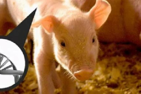 美国批准转基因猪用于食用医用，这意味着什么？细思极恐！
