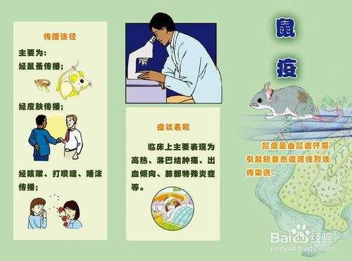 疾控中心：北京市民不用担心感染鼠疫风险