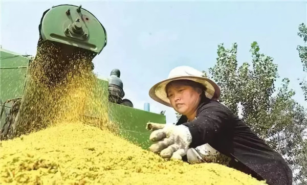 粮食战争还未开始，我们已没有了能发芽种子！