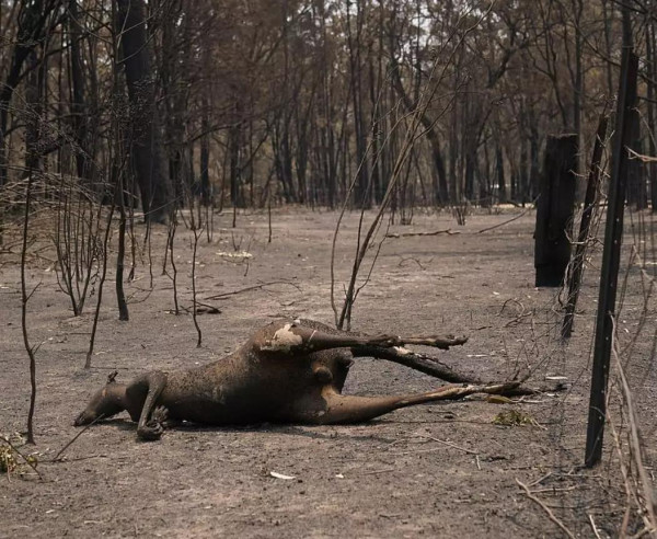 5亿动物被烧死，一场生灵涂炭的超级灾难