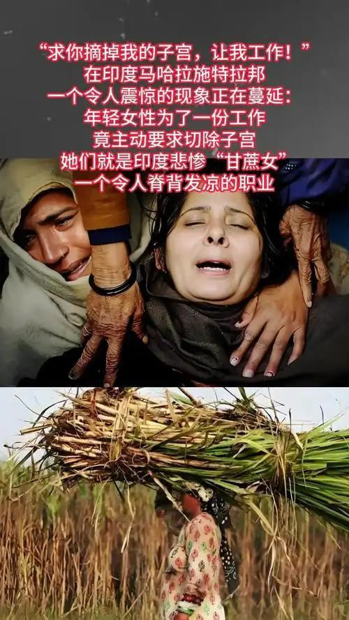 印度劳动妇女的子宫与砍不完的甘蔗