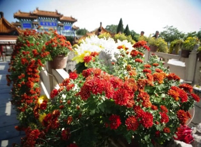 陈先义：秋高时节逢盛会，开封十月万菊吟