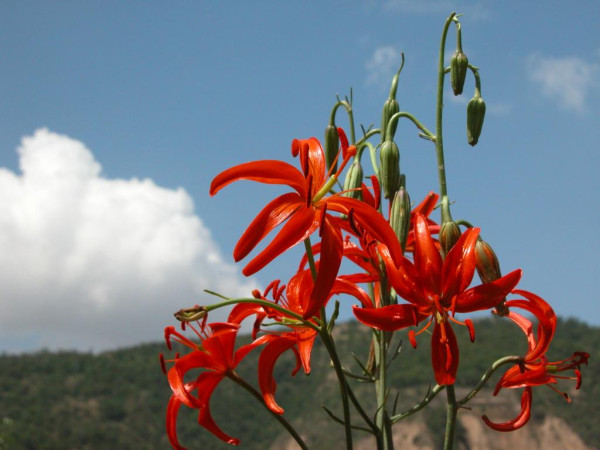 延安驰名花卉