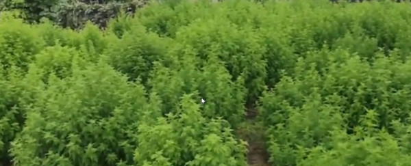 西方为什么抢注中医药专利