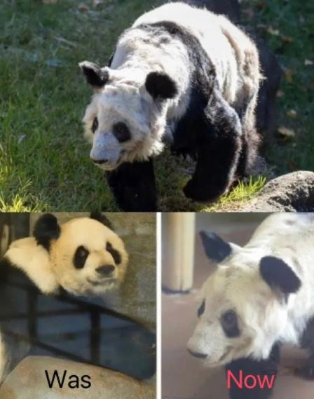 旅美大熊猫疑似被虐待：乐乐死于心脏病变，丫丫身患皮肤病，已骨瘦如柴