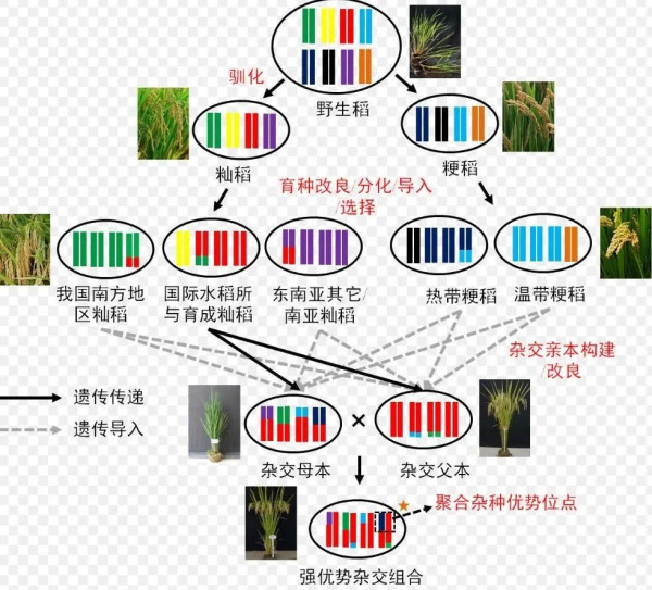金善宝：科技育种也该走好群众路线